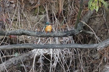 Common Kingfisher 大阪府大阪市 淀川 Thu, 3/1/2018