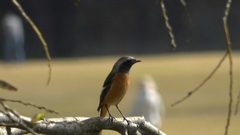 Daurian Redstart 三滝川 Sat, 11/5/2022