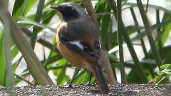 Daurian Redstart 三滝川 Sat, 11/5/2022