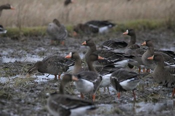 Greater White-fronted Goose 斐伊川河口 Sat, 12/16/2017