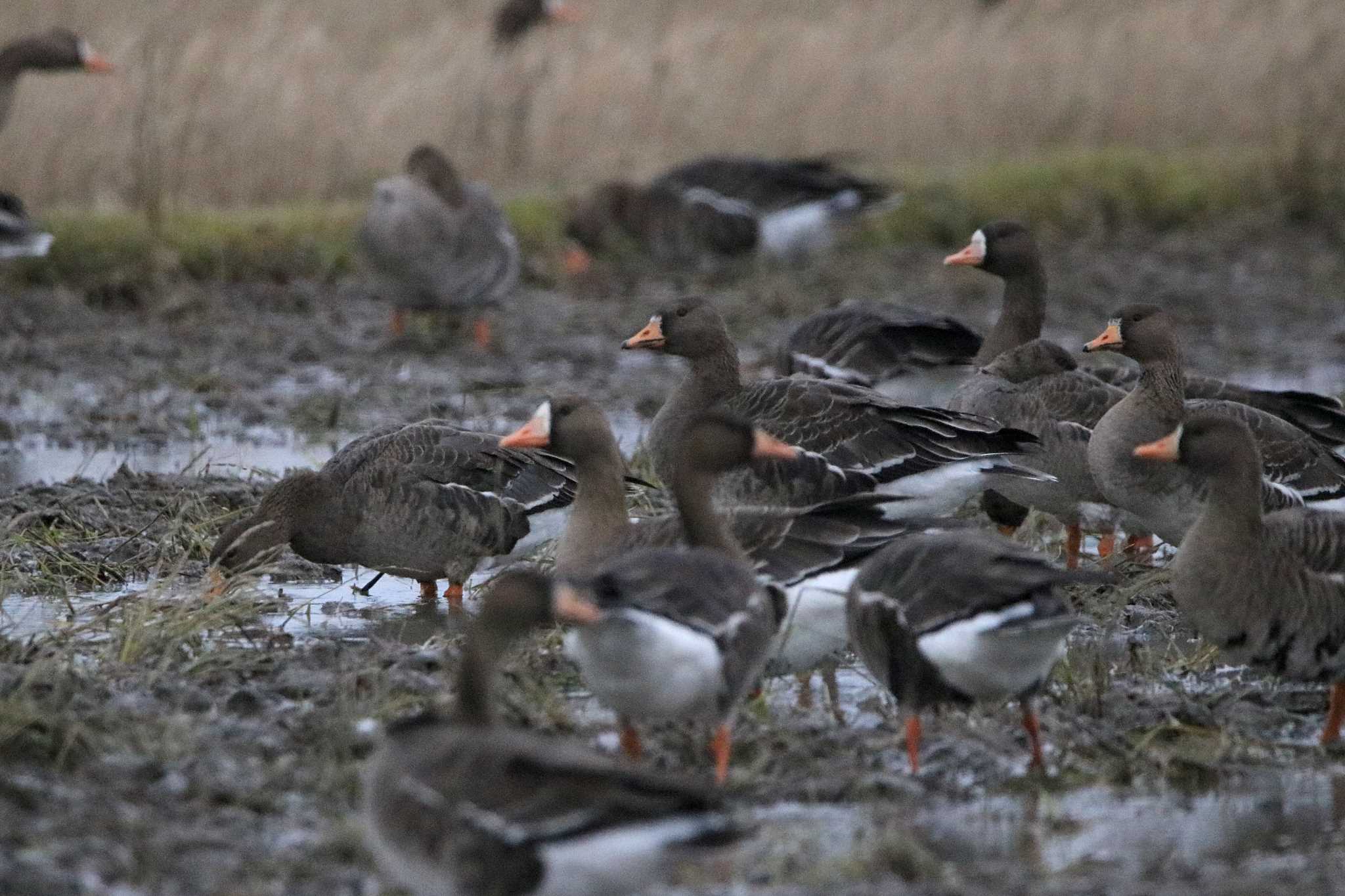 Photo of Greater White-fronted Goose at 斐伊川河口 by とみやん