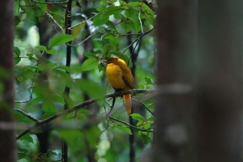 Golden Bowerbird