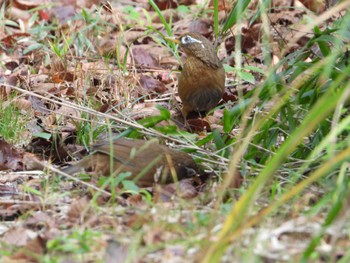 ガビチョウ 朝日山公園 2022年10月23日(日)