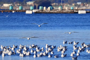 Black-headed Gull 奥駿河湾(沼津市) Mon, 11/21/2022