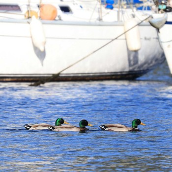 Mallard 奥駿河湾(沼津市) Mon, 11/21/2022