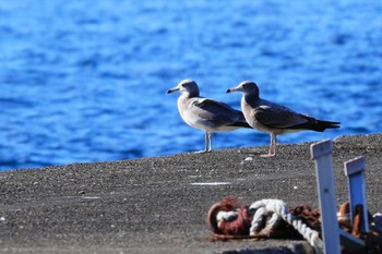 Black-tailed Gull 奥駿河湾(沼津市) Mon, 11/21/2022