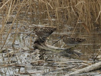 2022年11月20日(日) 藤前干潟の野鳥観察記録