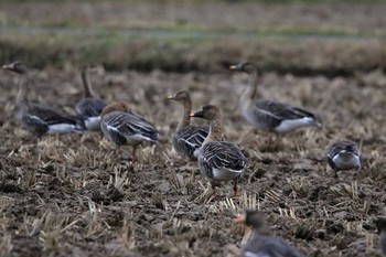 2017年12月16日(土) 斐伊川河口の野鳥観察記録