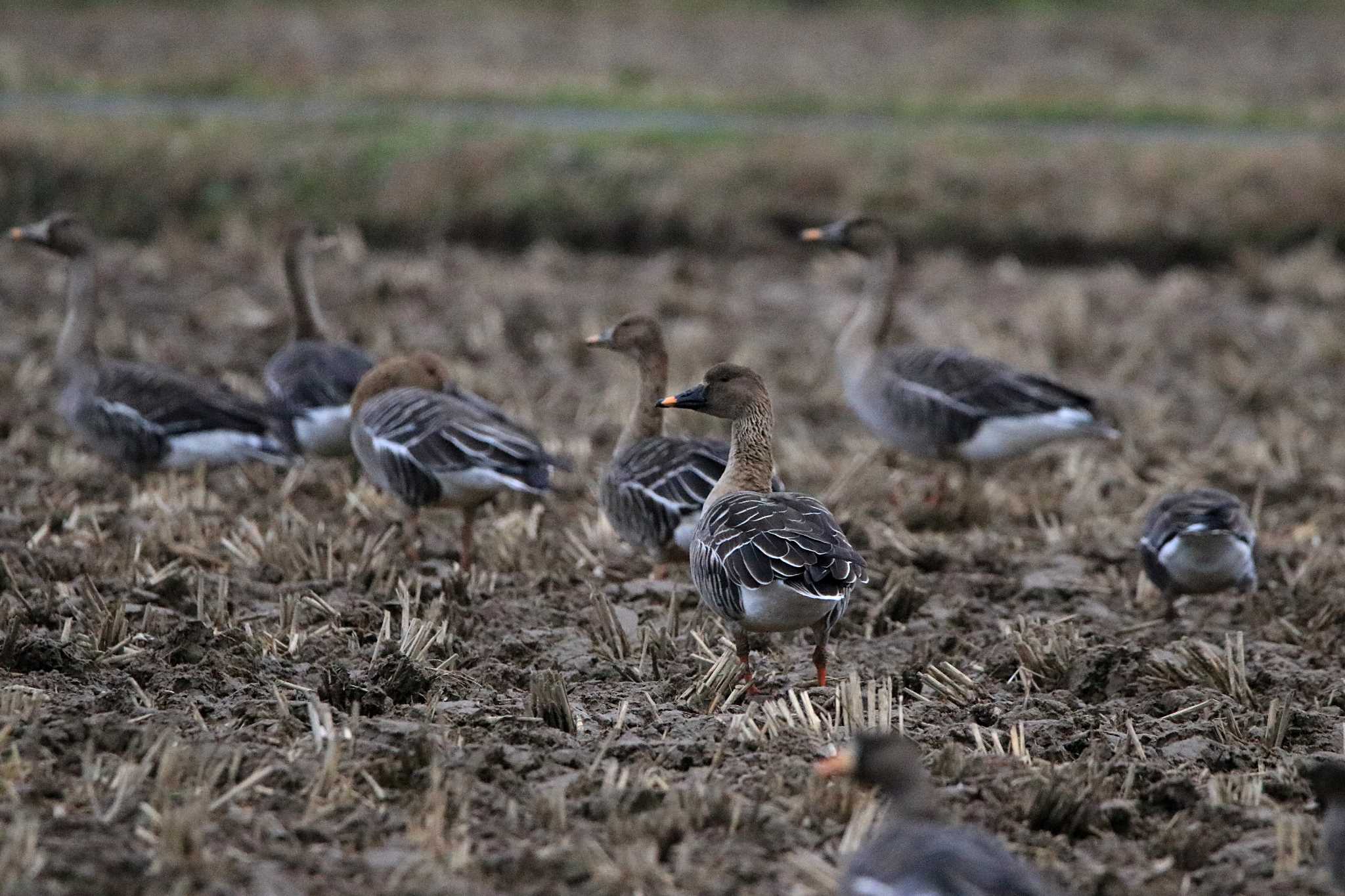 Photo of Tundra Bean Goose at 斐伊川河口 by とみやん