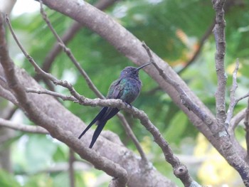 Swallow-tailed Hummingbird Belo oriente Wed, 11/17/2021