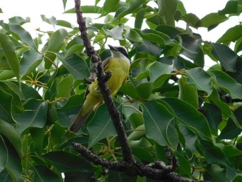 Masked Water Tyrant Parque Ipanema Sat, 11/13/2021