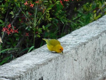 Saffron Finch Belo oriente Thu, 11/18/2021