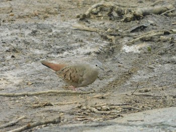 Ruddy Ground Dove Parque Ipanema Sat, 11/13/2021