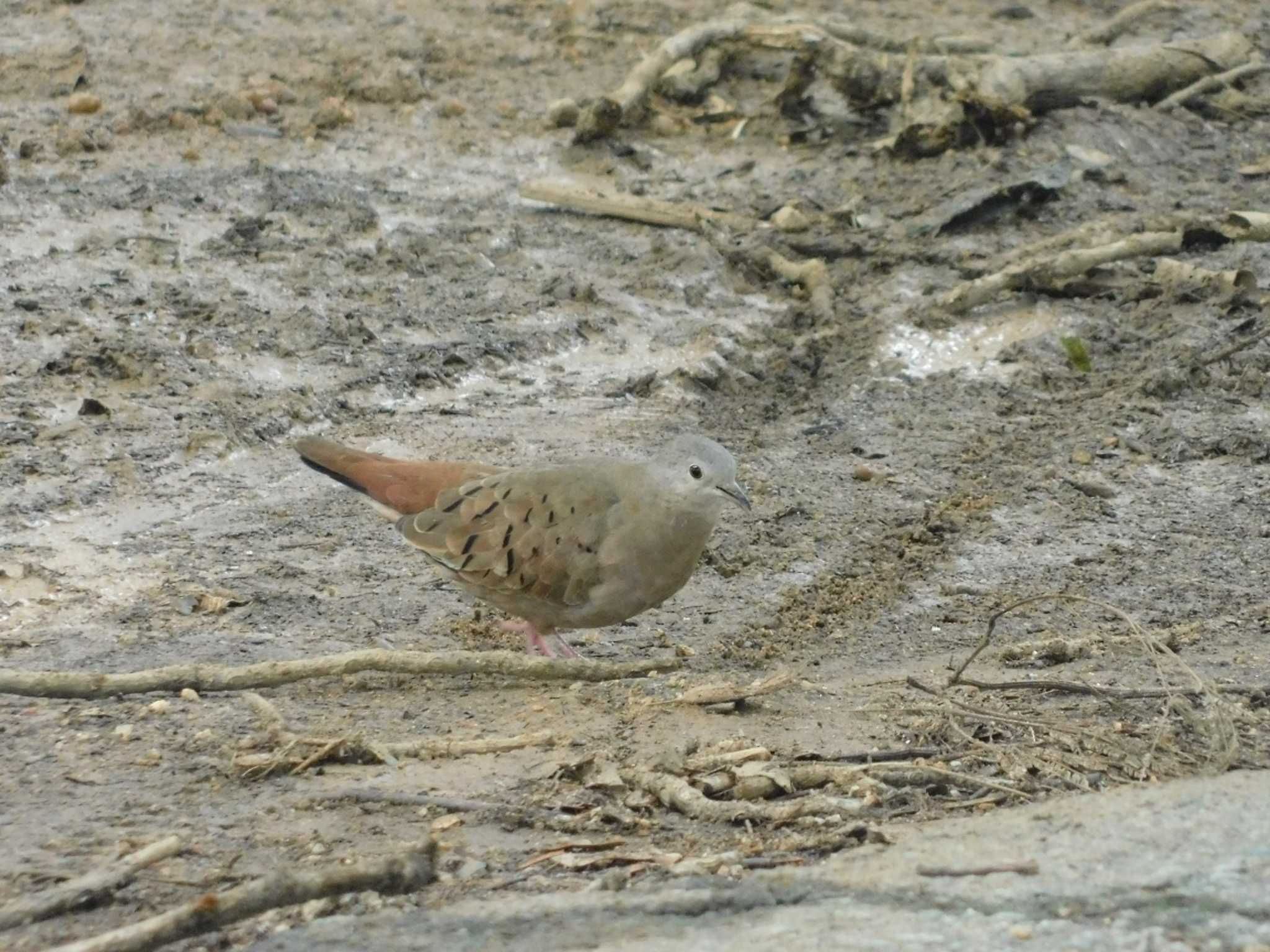 Photo of Ruddy Ground Dove at Parque Ipanema by ymart