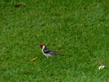 Red-cowled Cardinal