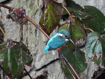 2022年11月23日(水) 妙正寺川の野鳥観察記録