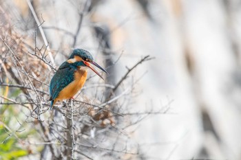 カワセミ 明石公園 2018年2月20日(火)