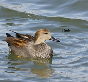 Gadwall Unknown Spots Unknown Date