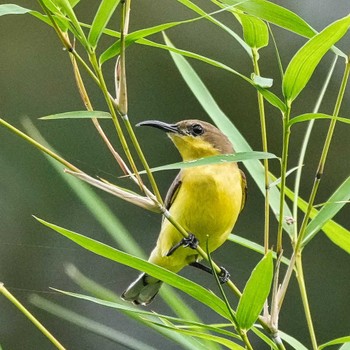 キバラタイヨウチョウ Khao Mai Keao Reservation Park 2022年11月20日(日)