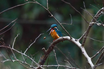 カワセミ 近所の公園 2018年2月27日(火)