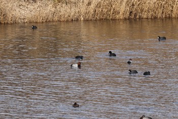 Common Pochard 札幌モエレ沼公園 Tue, 11/22/2022