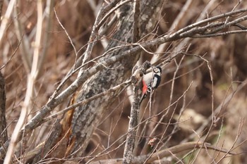 2022年11月22日(火) 札幌モエレ沼公園の野鳥観察記録