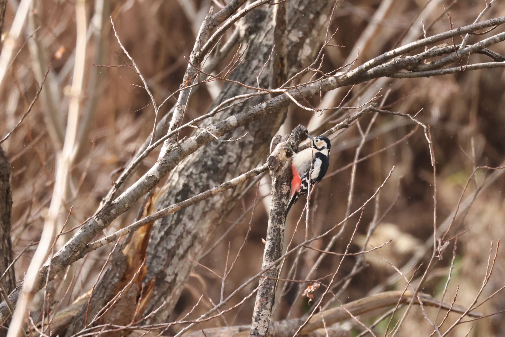 Great Spotted Woodpecker