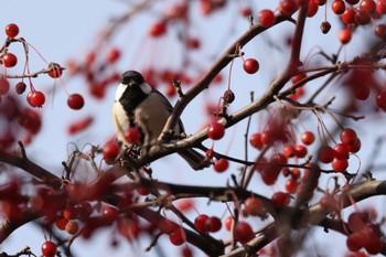 Japanese Tit 北海道大学 Wed, 11/23/2022