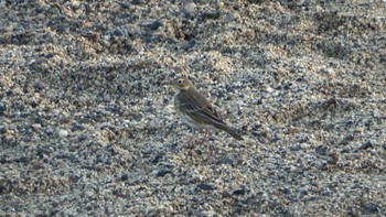 Water Pipit 三滝川 Fri, 11/11/2022