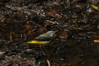 Grey Wagtail 山田緑地 Thu, 10/27/2022