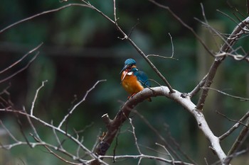 カワセミ 近所の公園 2018年2月27日(火)