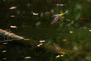 Grey Wagtail 山田緑地 Thu, 10/27/2022