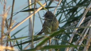 Masked Bunting 三滝川 Tue, 11/15/2022