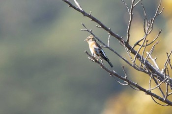 Brambling 北九州市 Fri, 10/14/2022