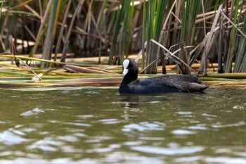 Eurasian Coot 響灘ビオトープ Fri, 10/28/2022