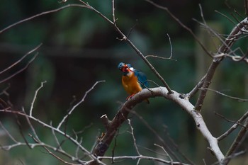 カワセミ 近所の公園 2018年2月27日(火)