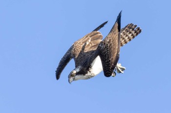 Osprey 遠賀川 Fri, 11/4/2022