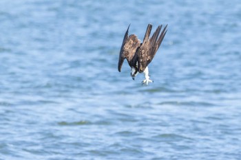 Osprey 遠賀川 Fri, 11/4/2022