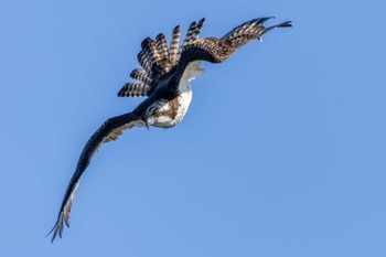 Osprey 遠賀川 Fri, 11/4/2022