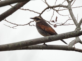 2022年11月23日(水) 奈良市水上池の野鳥観察記録