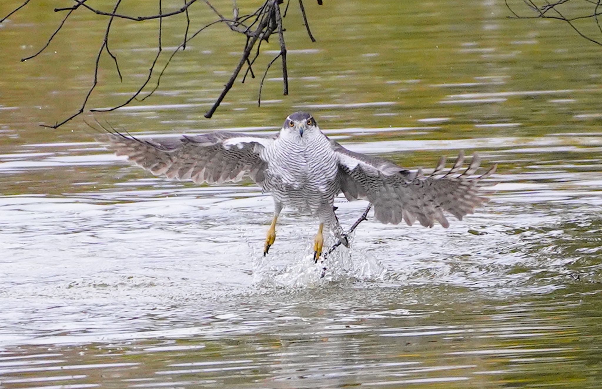 Photo of Eurasian Goshawk at 万代池 by アルキュオン