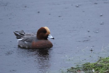 2022年11月23日(水) 山中湖..の野鳥観察記録