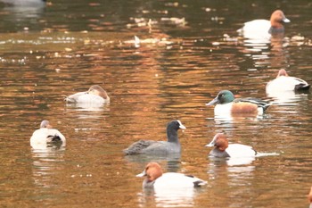 Northern Shoveler 堺市内 Tue, 11/22/2022