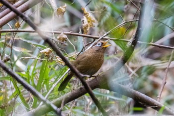 Wed, 11/23/2022 Birding report at Miyagi Kenminnomori