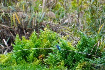 Common Kingfisher 大阪府 Wed, 11/23/2022