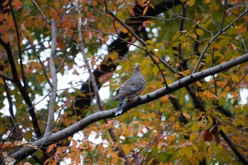 Oriental Turtle Dove 大阪府 Wed, 11/23/2022