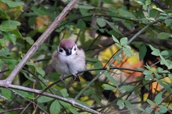 Eurasian Tree Sparrow 大阪府 Wed, 11/23/2022