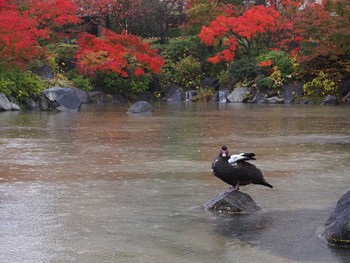 Muscovy Duck 檜町公園(東京ミッドタウン) Wed, 11/23/2022