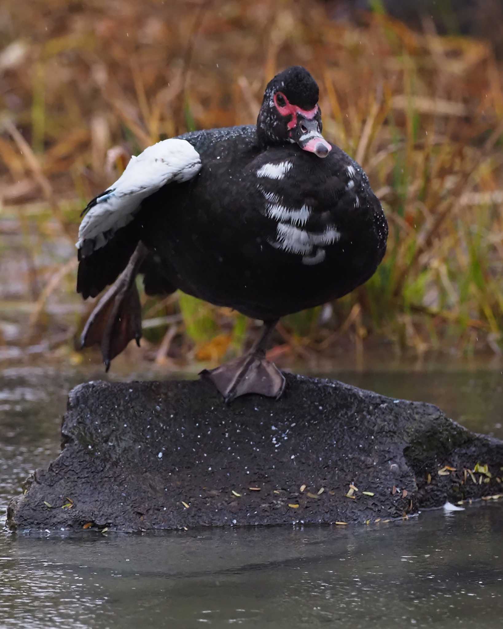 22年11月23日 水 檜町公園 東京ミッドタウン の野鳥観察記録 By 日根野 哲也 Zoopicker