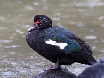 Muscovy Duck 檜町公園(東京ミッドタウン) Wed, 11/23/2022